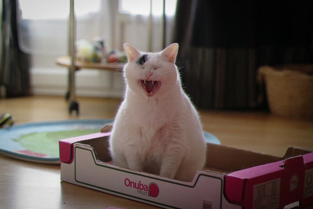 中立B仰泳选手姿态协调度提升，中游体育仰泳手臂路线