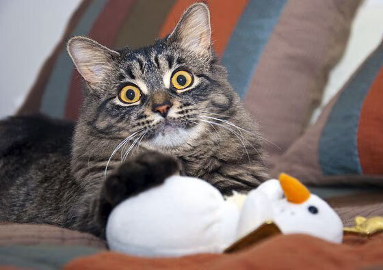 稳定射手与情绪型球员谁更适合关键战，稳定射手和神射手